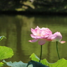 お寝坊さんの菊鉢（花はす公園２回目より）