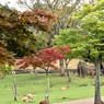 「奈良公園」撮歩17