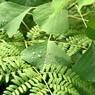 「奈良公園」撮歩20