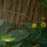 夏12