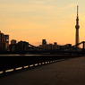 朝の散歩道