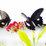 生物園ー13
