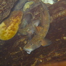 魚の表情