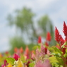 長居植物園