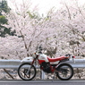 桜とカモシカ(セロー225)