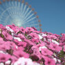 夏空に
