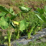 PAP_0024