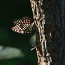 小さな虫達　アカボシゴマダラ　Ⅳ