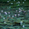 蓮池の朝