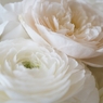 Anniversary Flower