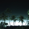 midnight palm trees