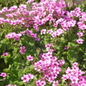 DSC00876