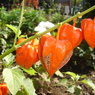 DSC00877