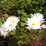 DSC00878
