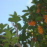 DSC00895