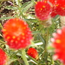 DSC00899