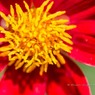 花粉症になりそうｗ