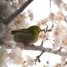  枝ﾒｼﾞﾛ 