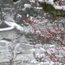 但馬國　春の雪　梅と出石城　