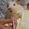 ももちゃん、お薬ですよ