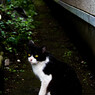 路地裏猫 ~明るいその先へ~