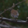 謎の鳥３