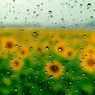 雨ひまわり