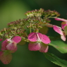 山紫陽花の裏返し