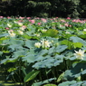 蓮の花畑（花はす公園３回目より）