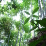 嵯峨