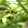 コアシナガバチ
