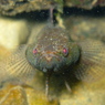 Ruby Eye