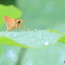 水玉のステージに立って