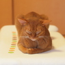 その件にはお答えできません。