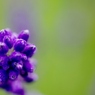 お花の時間８