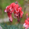 高嶺の花