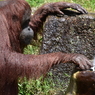 (9)そこにいるのはミンピーね！