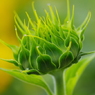 お花の時間９