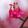 今が盛り・・・（寒緋桜）