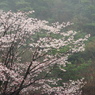 雨に煙る桜かな…