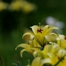 お花の時間１１
