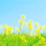 Shining Rape blossoms & Bee