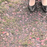 紅梅のしたたり