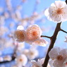 ひかりぬ