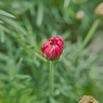 ３月１２日