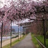 桜のトンネル♪