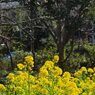 菜の花