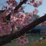 河津桜
