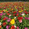 花いっぱい