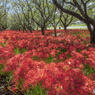 桜堤の曼珠沙華